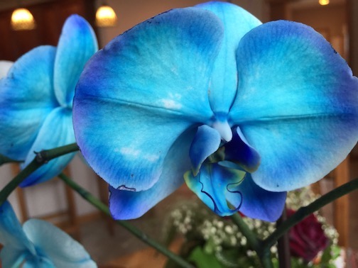 Closeup of big, blue orchid flowers. 